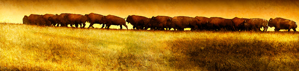 Rick Meoli Photography