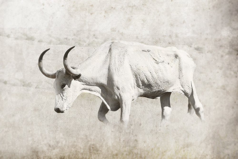 Rick Meoli Contemporary Photography: meolioutwest